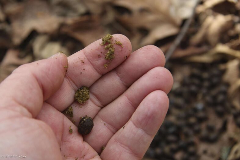 Deer scat during the winter is a bit like sawdust because they are feeding mostly on twigs. /© K.P. McFarland