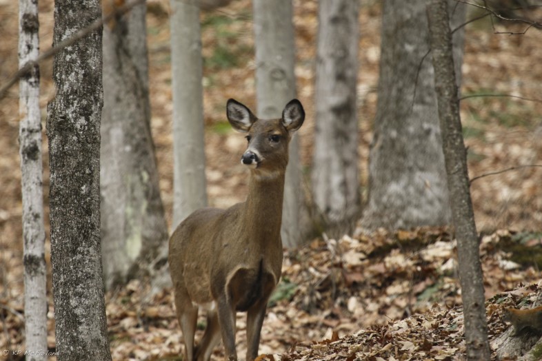 White-tailed Deer standing alert just outside a winter deeryard. /© K.P. McFarland