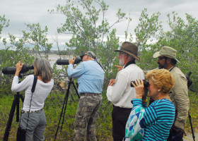 Salt Pans and Elfin Forests: a Birding Tour de Force on Puerto Rico