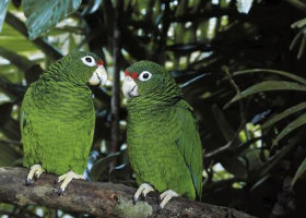 Puerto Rico Scorecard: Endemics 17, Bicknell's Thrush 7