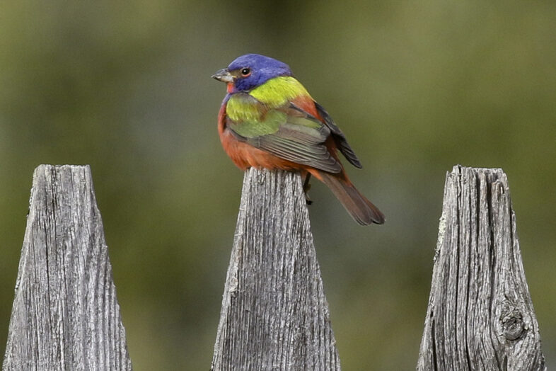 A male Painted Bunting photographed near a bird feeder in Pittsfield, Vermont. / © K.P. McFarland