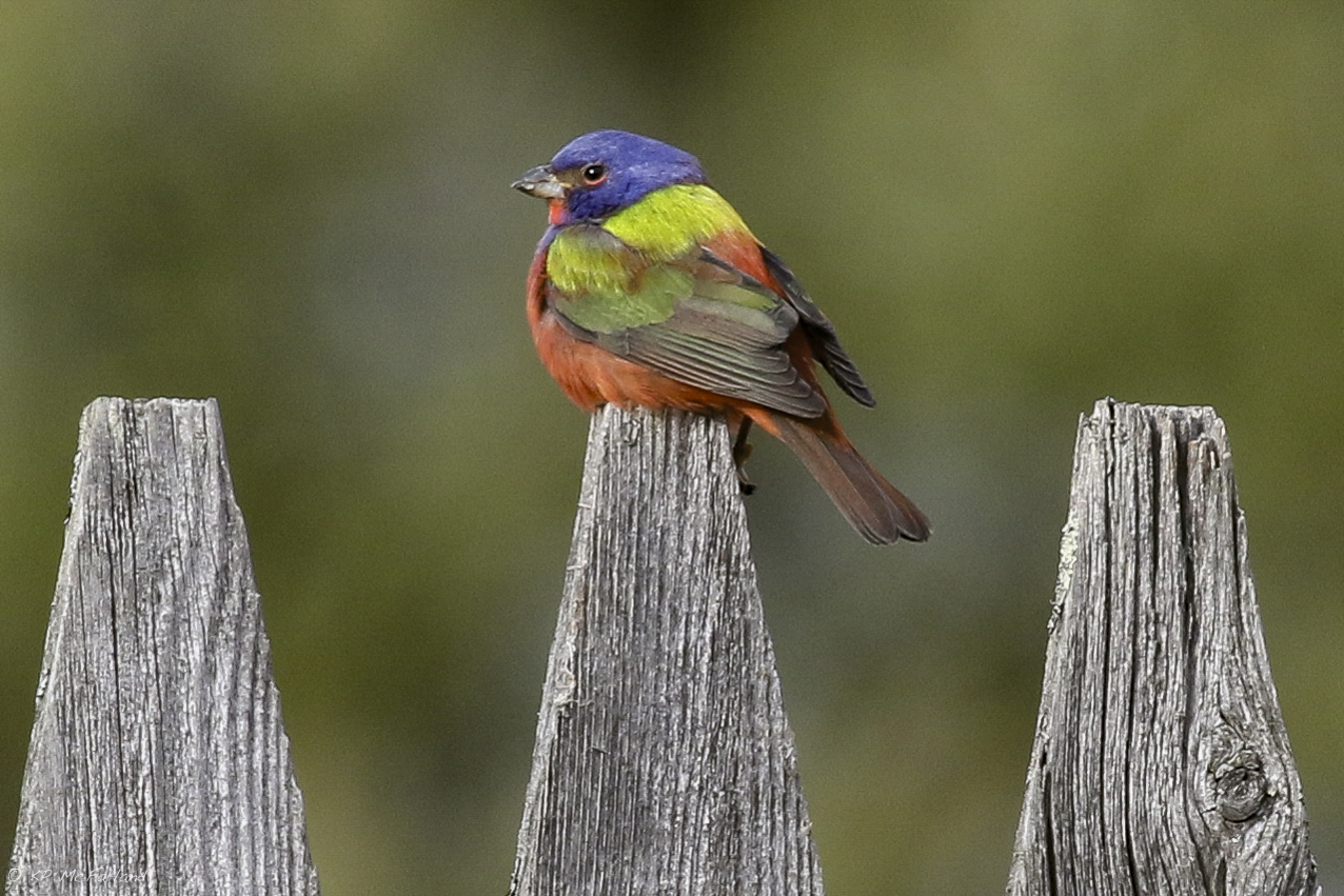 工芸品 milktea birds  Bunting Painted Bunting Delights Vermont Bird Watchers
