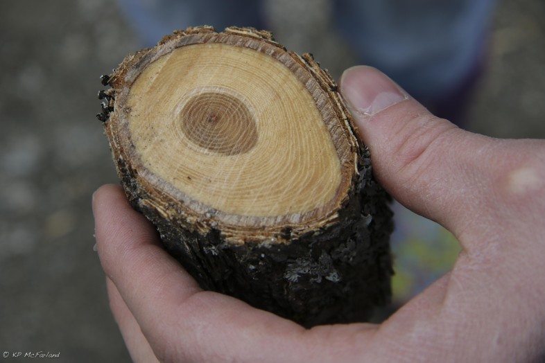Cross section of a branch showing the tiny growth rings on this tree. American Elm grow much more quickly in floodplain forests.