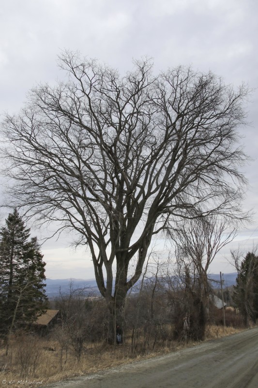 The "Plainfield" Elm. 