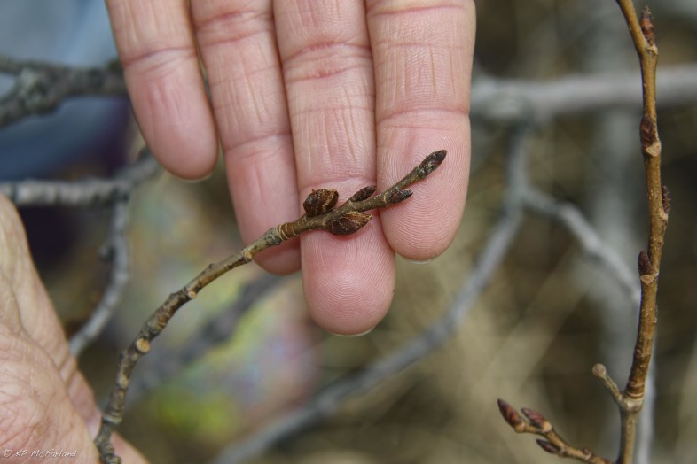 Leaf buds near the end with flower buds below those.