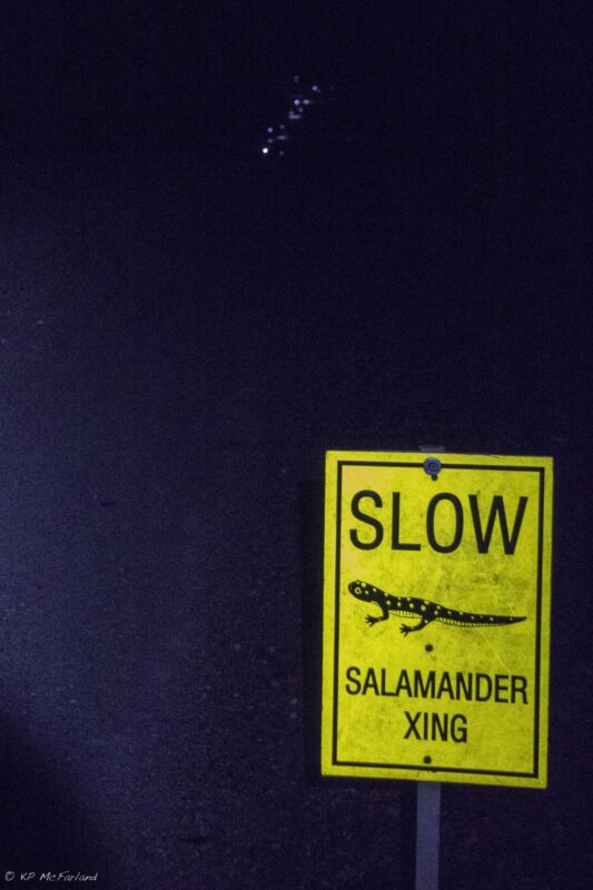 A temporary sign placed on the road to warn motorists of the migration. /© K.P. McFarland
