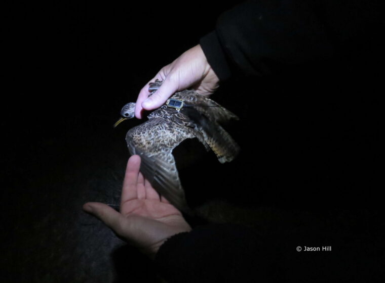 Jason Hill, Brett Sandercock (Kansas State University), and Clay Graham prepare to relase an Upland Sandpiper wearing a solar-powered GPS tag at Konza Prairie, Kansas. © Jason Hill