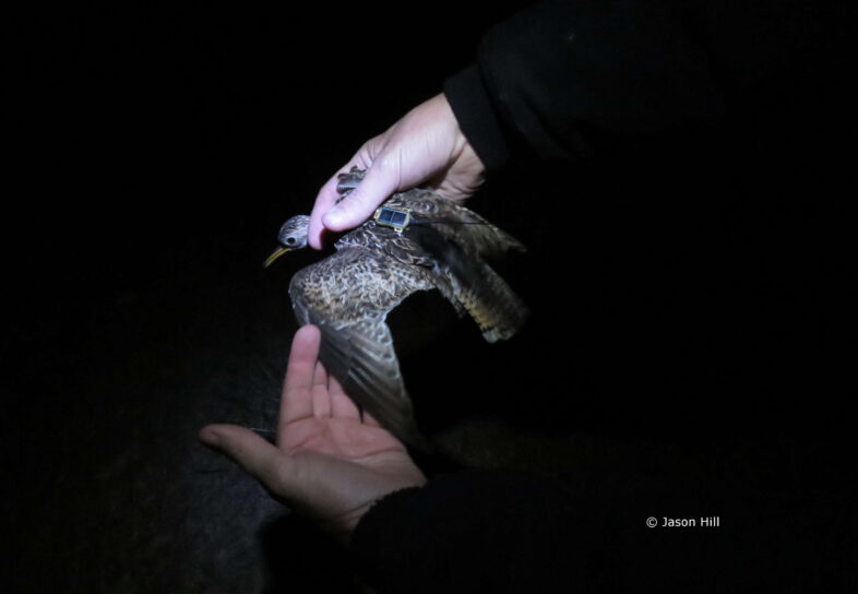 Jason Hill, Brett Sandercock (Kansas State University), and Clay Graham prepare to relase an Upland Sandpiper wearing a solar-powered GPS tag at Konza Prairie, Kansas. © Jason Hill