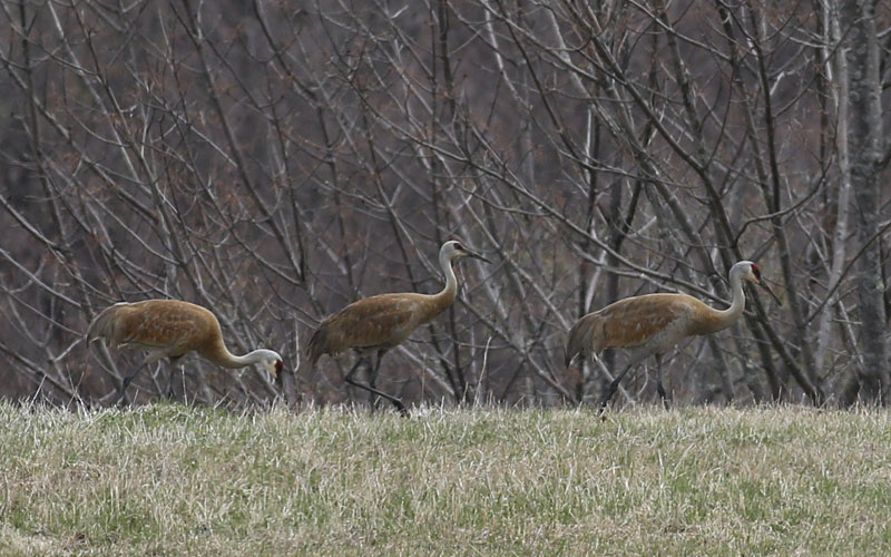 e-sandhill cranes2 087