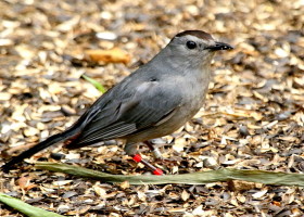 Banded Gray Catbird