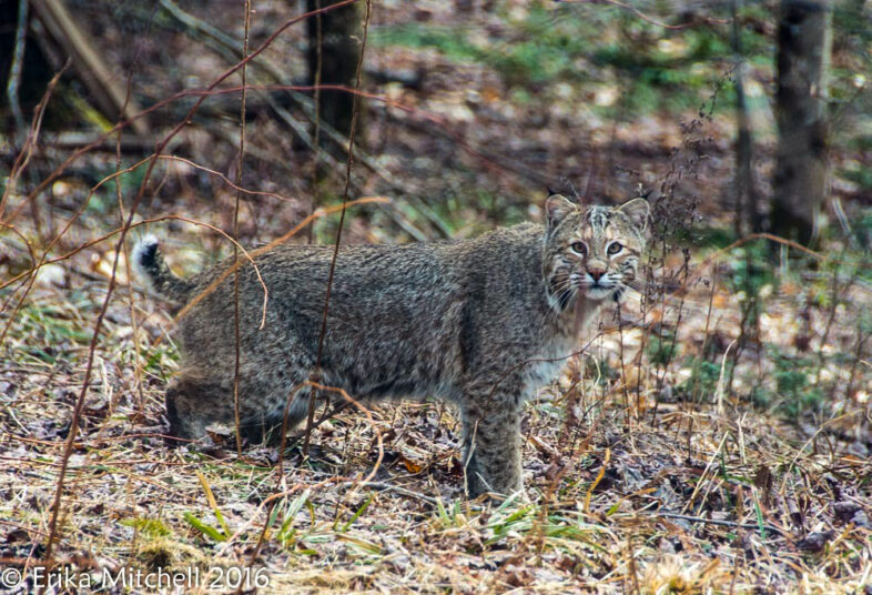 Bobcat / © Erika Mitchell