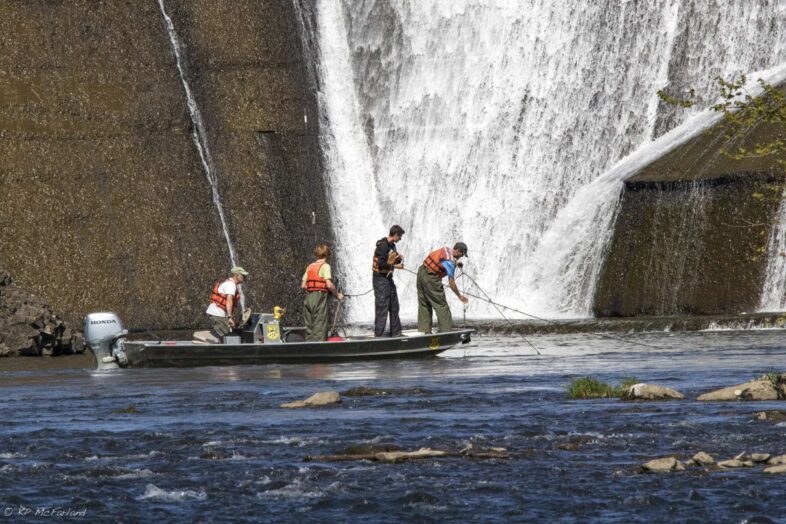 Chet MacKenzie and his team pulling nets in the 'Sturgeon hole' below Peterson Dam. © K.P. McFarland