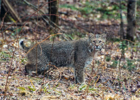 April 2016 iNaturalist Vermont Photo-observation of the Month