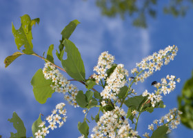 A Field Guide to May 2016