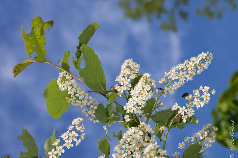 Flowering Chokecherry (Prunus virginiana). / © K.P. McFarland