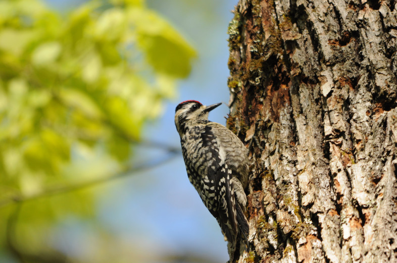 Yellow-bellied Sapsucker drilling wells. / putneypics