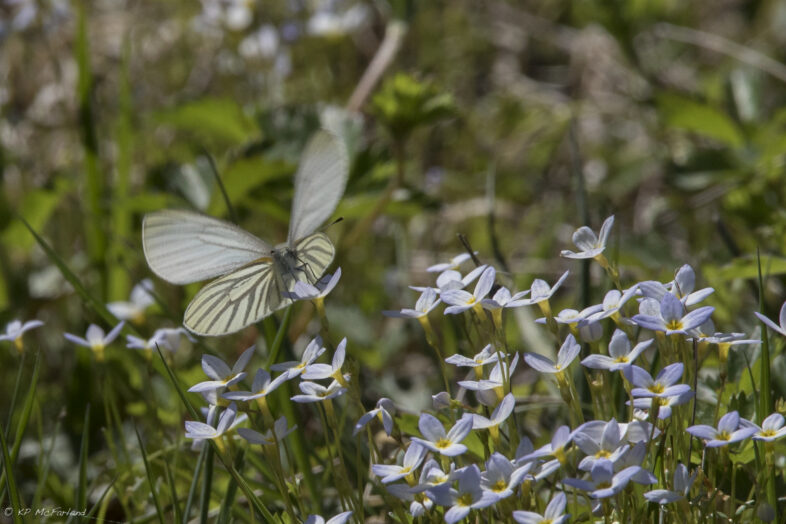 Mustard White moving from flower to flower. /© K.P. McFarland