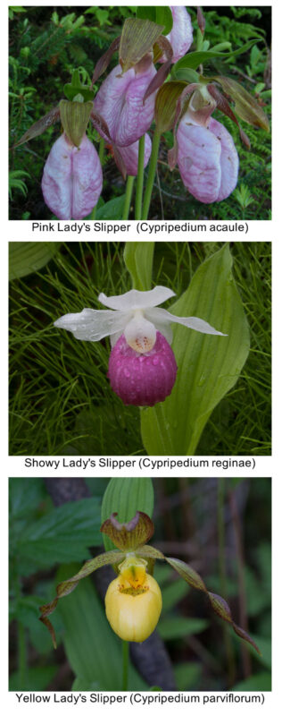 Lady Slippers. / © K.P. McFarland - www.kpmcfarland.com
