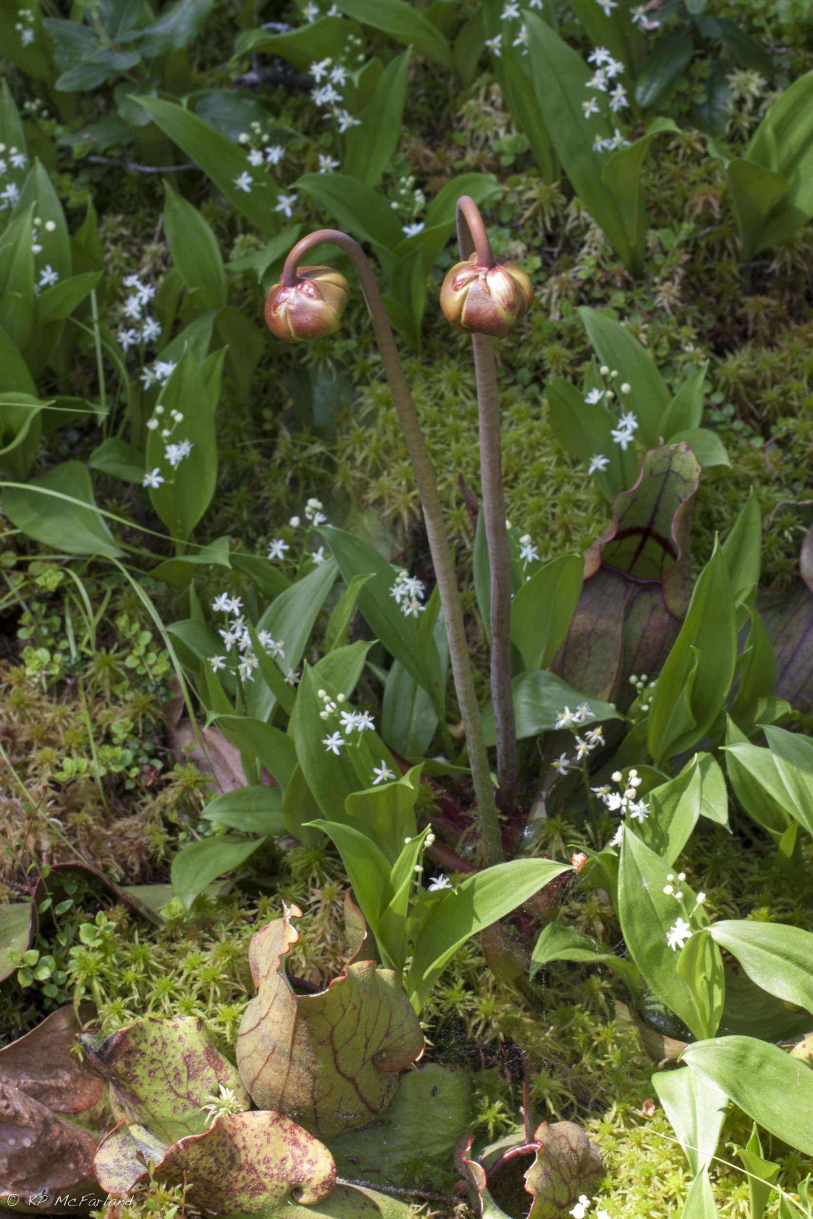 Pitcher Plant flowering in Mollie Beattie Bog, Vermont. / © K.P. McFarland - www.kpmcfarland.com