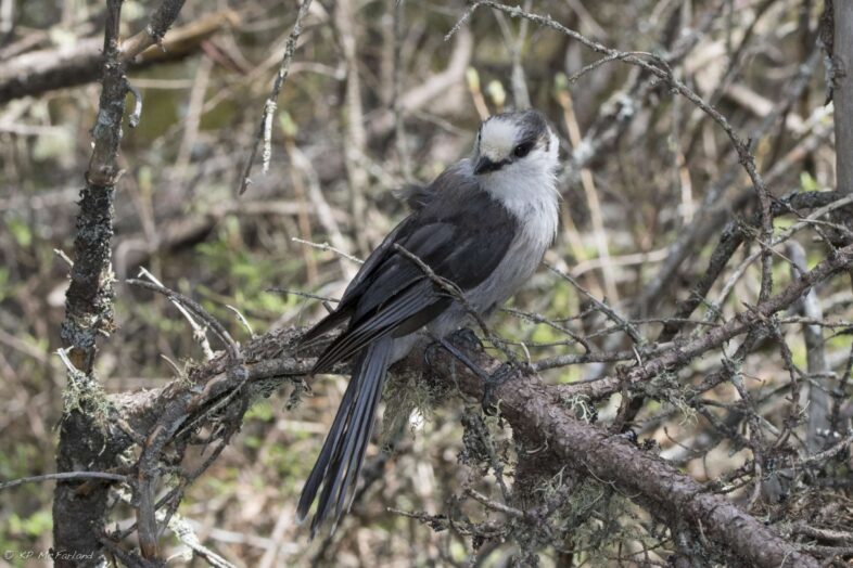 Gray Jay at Moose Bog. / © K.P. McFarland