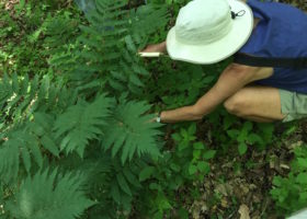 Finding Ferns