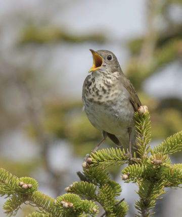 Bicknell's Thrush © Charles Gangas