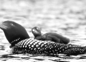 A loon and eagle having a showdown