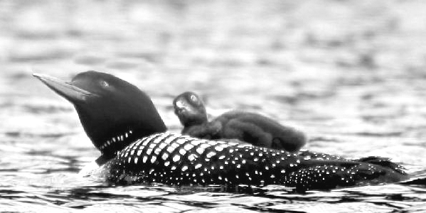 Keeping an eye on threats from above on Zack Woods Pond several years ago.  Photo by Phil Etter
