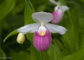 A Field Guide to June 2016