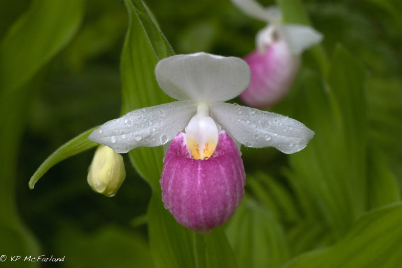 Showy Lady's-slipper (Cypripedium reginae) after a rainstorm in Eshqua Bog, Hartland, Vermont. / © K.P. McFarland - www.kpmcfarland.com
