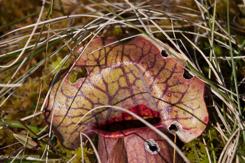 Pitcher Plant. /© K.P. McFarland