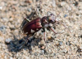 May 2016 iNaturalist Vermont Photo-observation of the Month