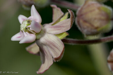 Milkweed flower. / © K.P. McFarland