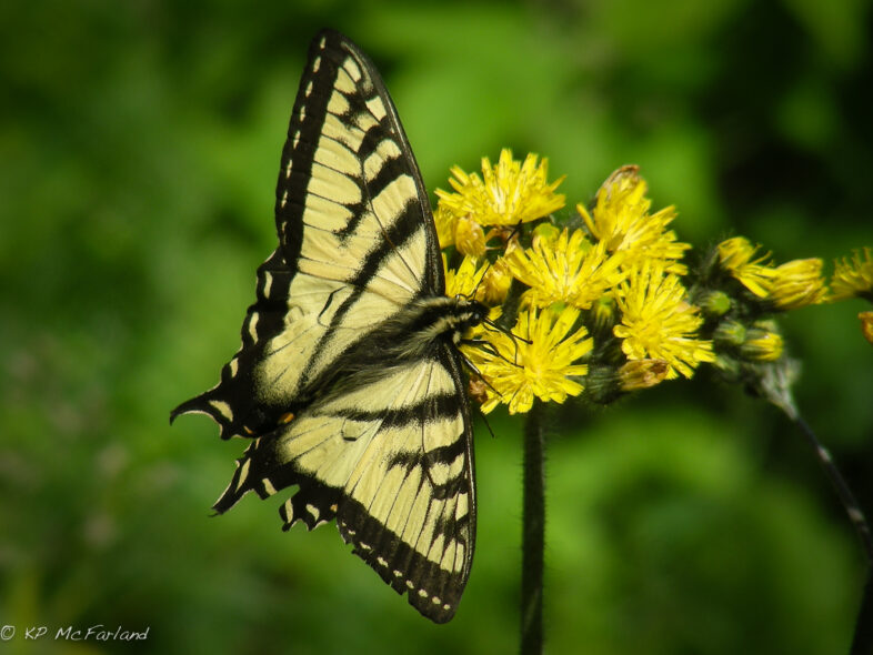 Canadian Tiger Swallowtail. / © K.P. McFarland