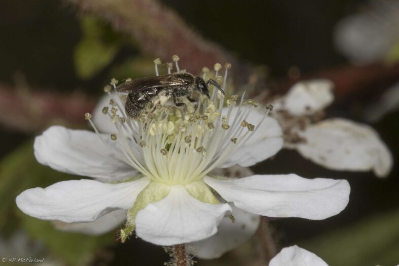 Base-banded Furrow Bee (Genus Lasioglossum), one of hundreds of native bees in Vermont, on a Black Raspberry flower. / © K.P. McFarland