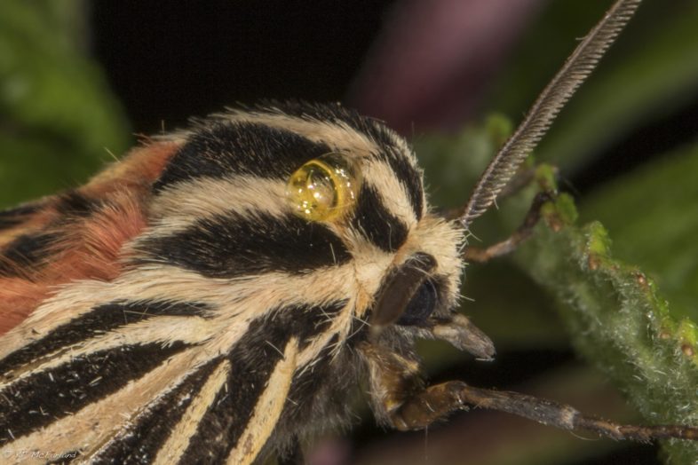 Closeup of the yellow liquid oozing from the Virgin Tiger Moth (Grammia virgo) after I picked it up. / © K.P. McFarland
