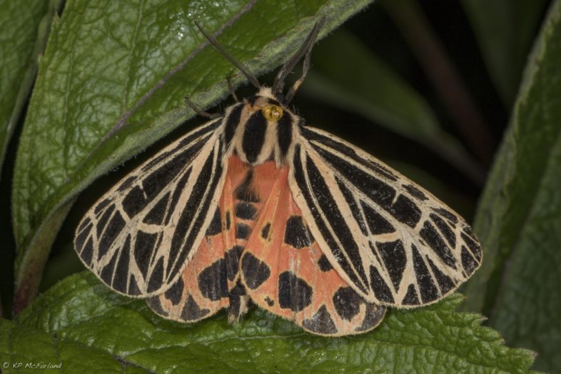 Virgin Tiger Moth (Grammia virgo)