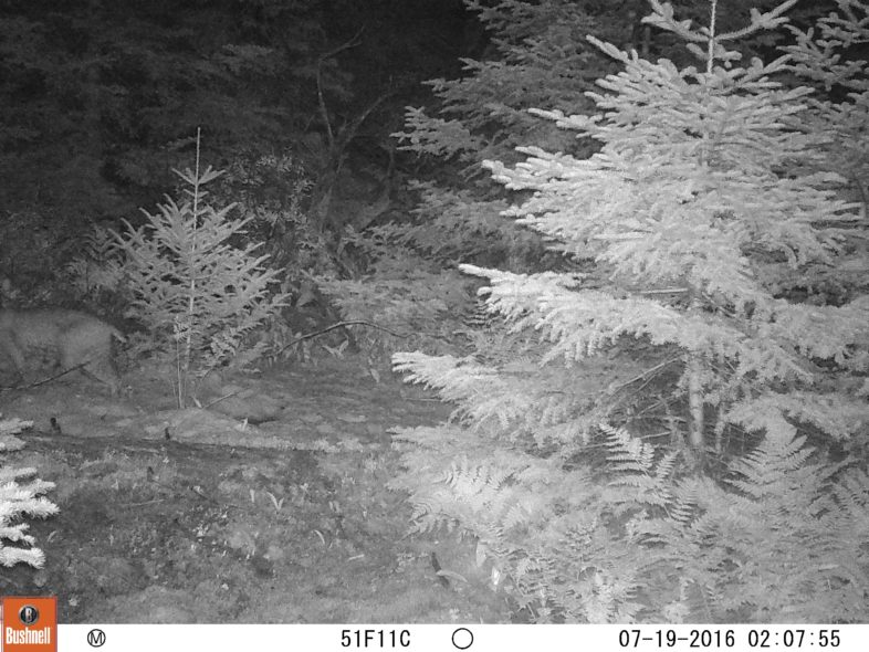 Bobcat disappearing from the camera view to the left. 