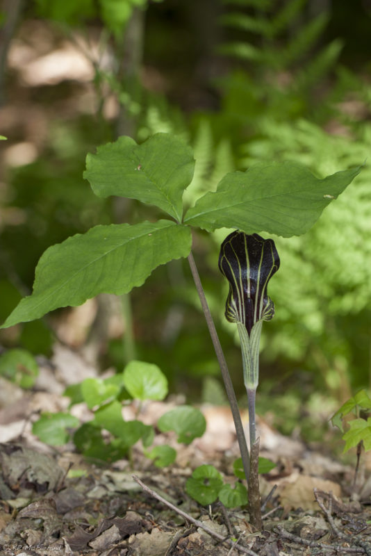 Jack-in-the-pulpit (Arisaema triphyllum) growing near the stream at the museum is pollinated by tiny Fungus Gnats. The flowers have a fungus-like smell that attracts them. The male flowers have a little slit at the bottom to let the flies out. Loaded with pollen they can repeat their mistake, falling into a female flower. But then they are trapped in the flower forever as there is no escape route. 