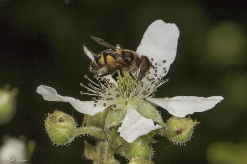 A Flower Fly (family Syrphidae) on a Black Raspberry flower. / © K.P. McFarland