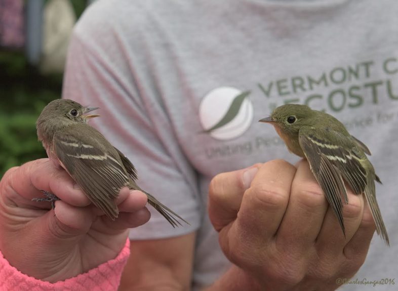 LEFL & YBFL Mansfield