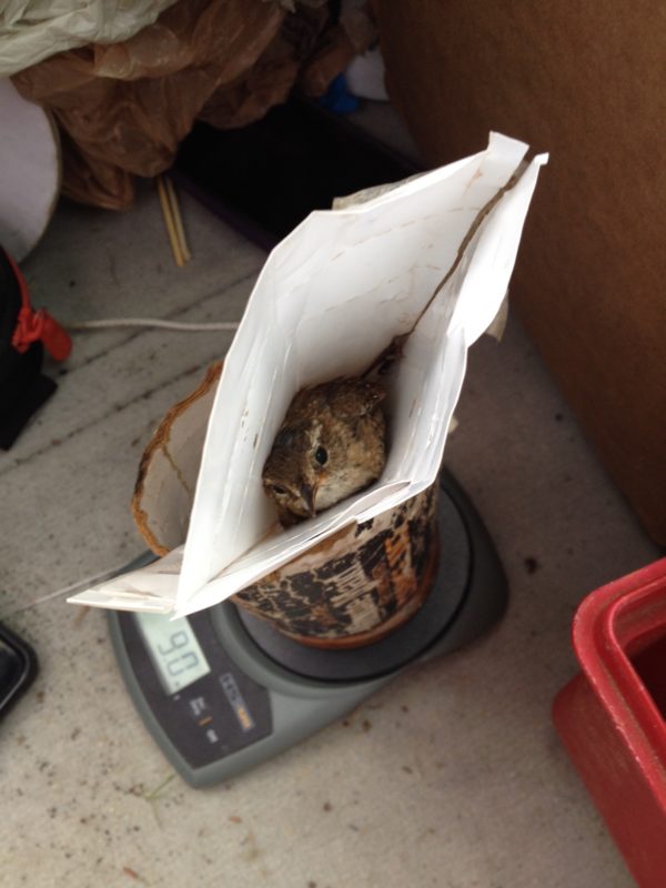 WIWR in weighing cone