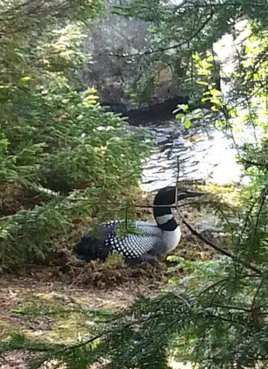 Common Loon nest found in a difficult place on Caspian Lake. / © Will Lyman