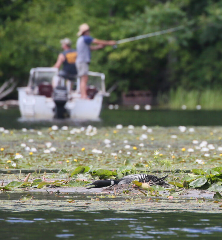 The nesting loon hunkers down while anglers fish nearby. Photo by Tig Tillinghast