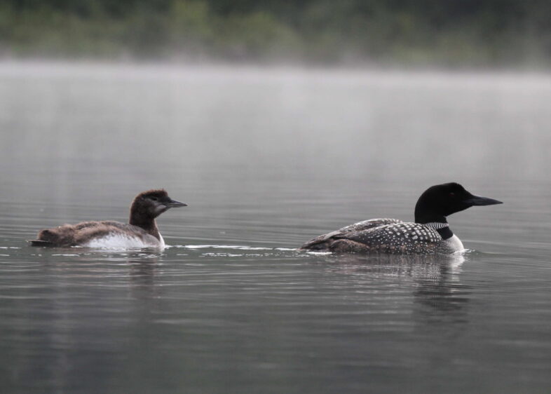 A six week old Common Loon chick with an adult. / © Janet Steward