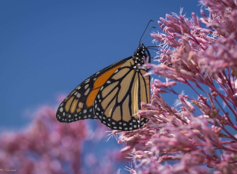 A black and orange butterfly with whites on its wings (Monarch) nectaring pink Joe-Pye Weed