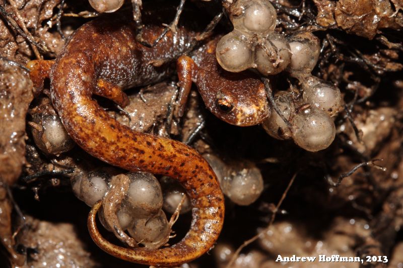 Females guard their eggs which they frequently deposit in clumps of sphagnum moss.