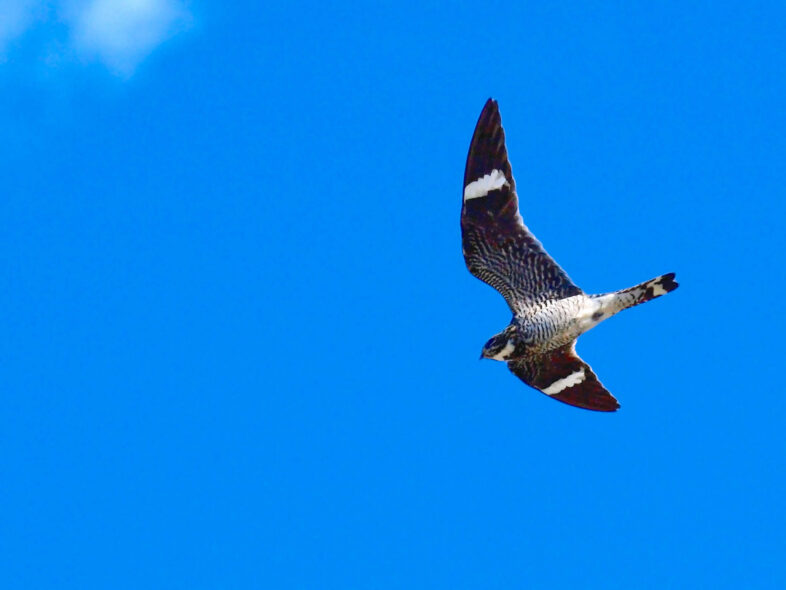 Common Nighthawk in flight. Photo Bryce Bradford - https://www.flickr.com/photos/brb_photography/