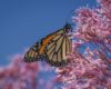 A black and orange butterfly with whites on its wings (Monarch) nectaring pink Joe-Pye Weed