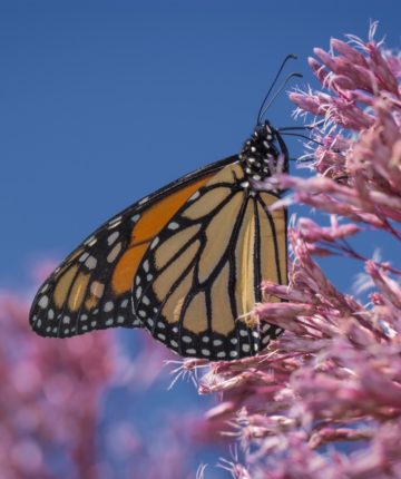 Monarch © K.P. McFarland